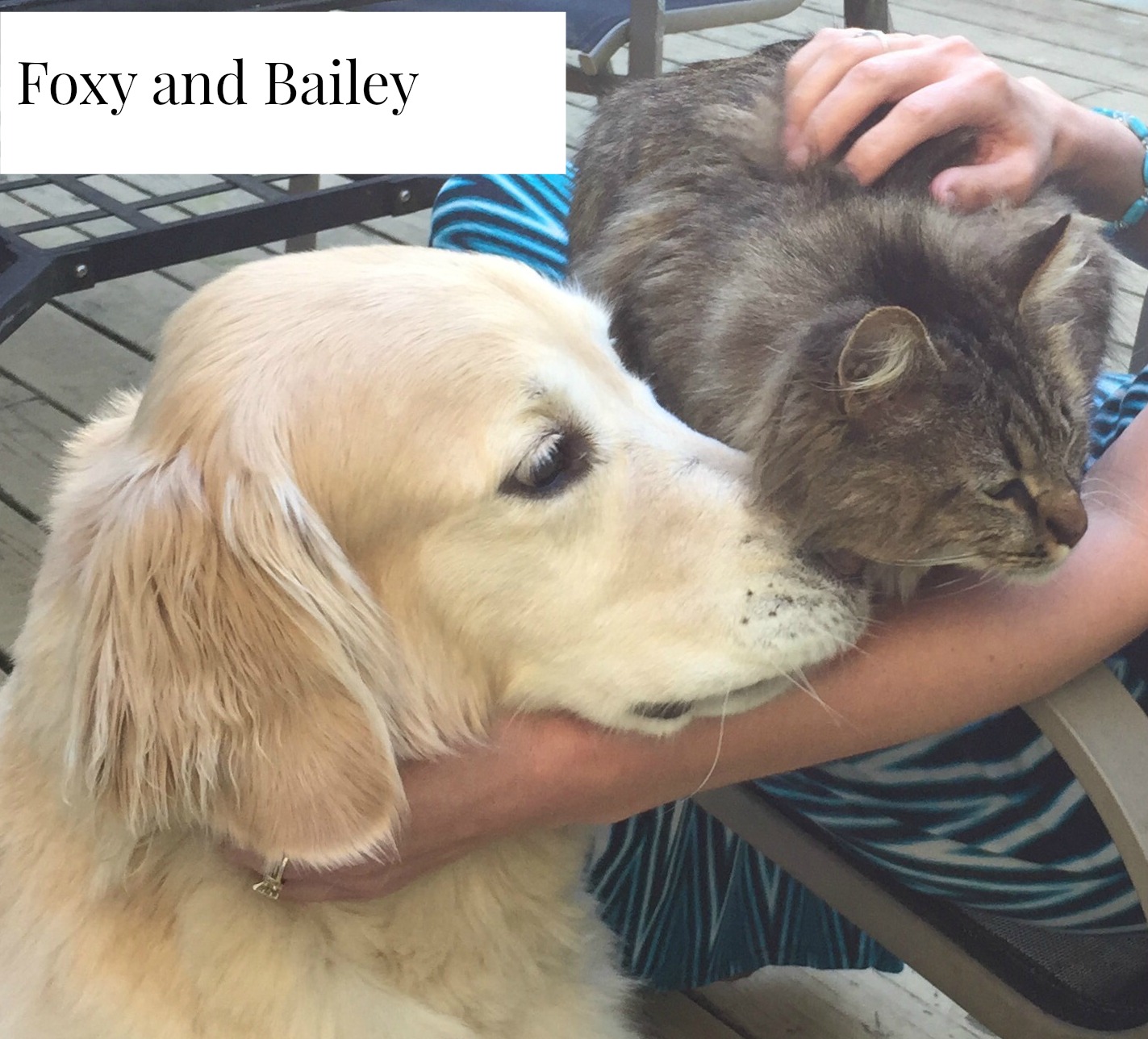 Foxy and Bailey