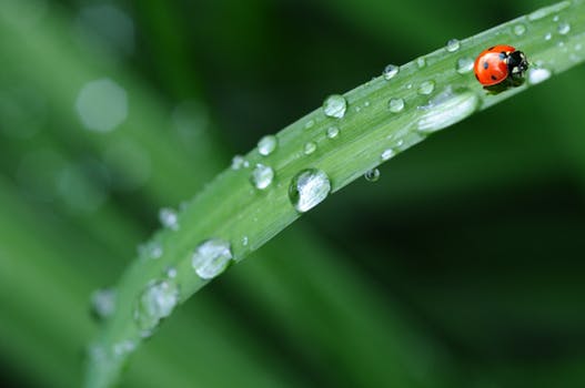 ladybug-drop-of-water-rain-leaf-40731