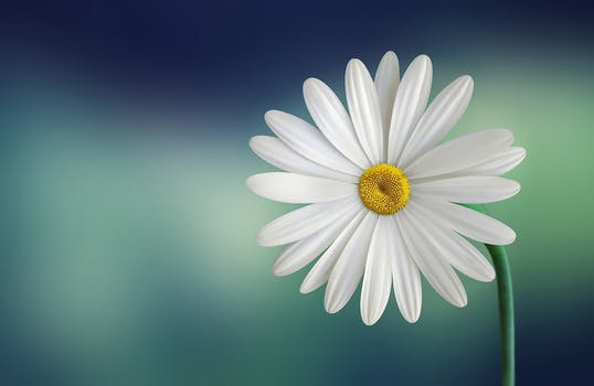 marguerite-daisy-beautiful-beauty