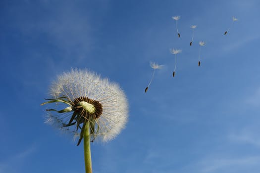 dandelion-sky-flower-nature-39669