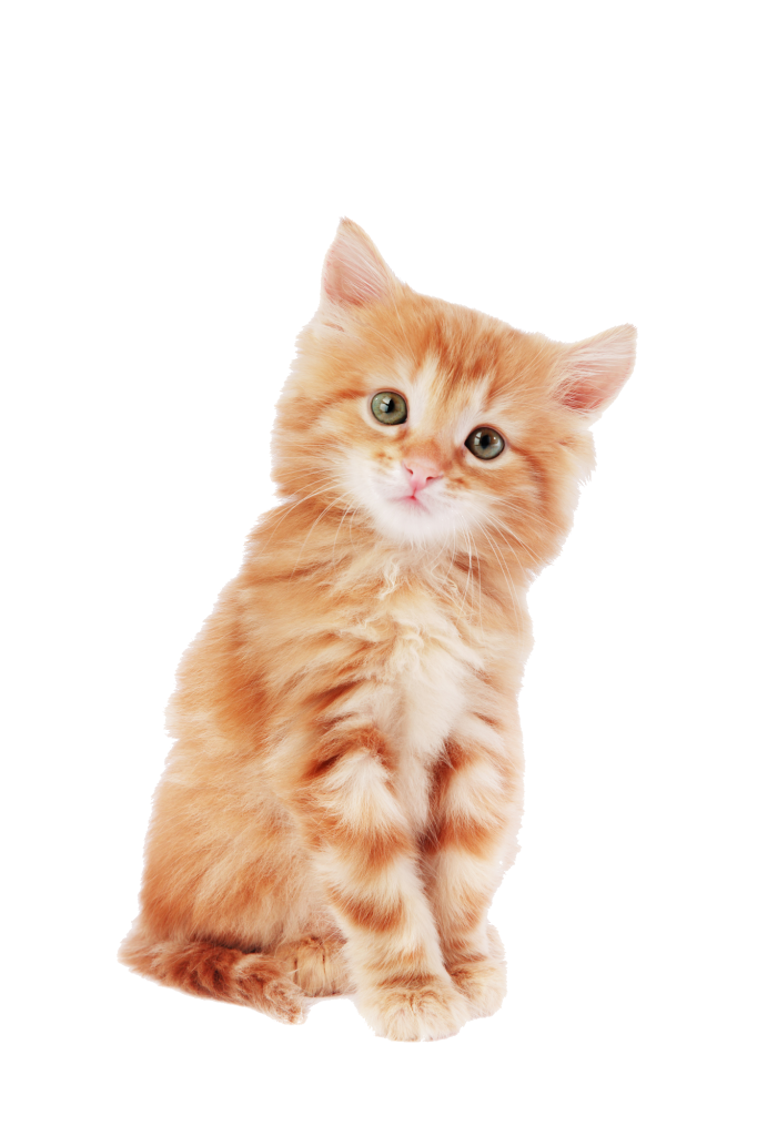 orange kitten