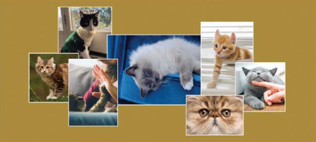 collage of cat photos