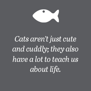 Cats aren't just cute and cuddly; they also have a lot to teach us about life.