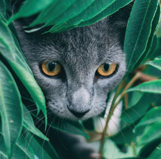 Gray cat with gold eyes peeking through green leaves.
