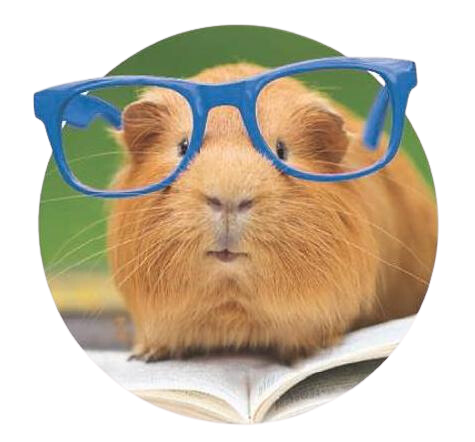 guinea pig with reading glasses