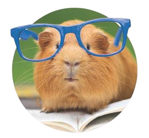 guinea pig with reading glasses