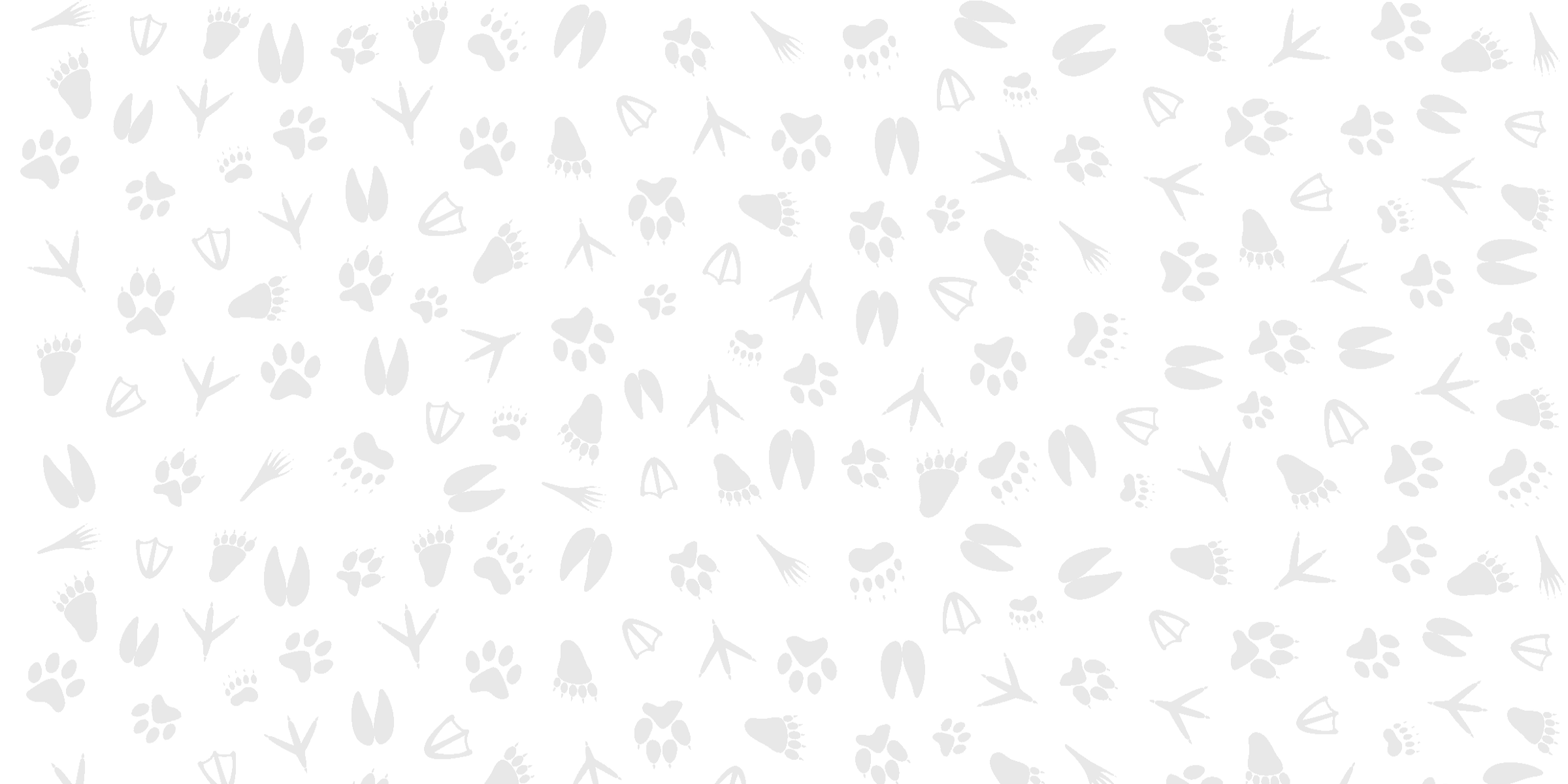 animal tracks background