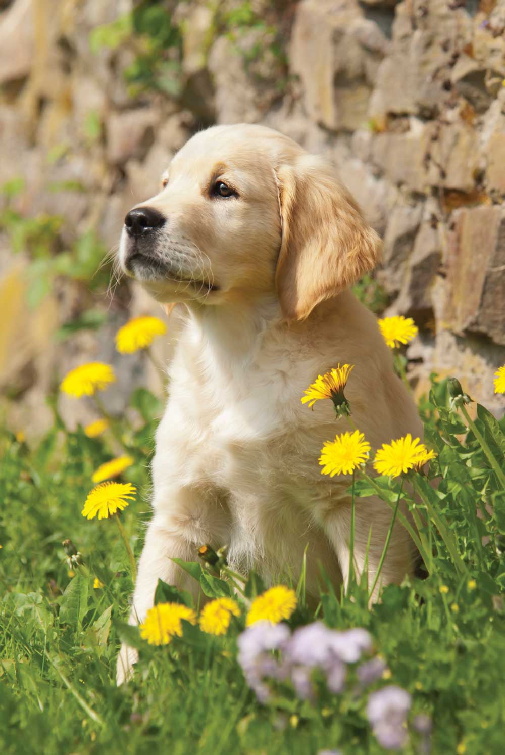 yellow lab puppy in the grass surrounded by dandelions