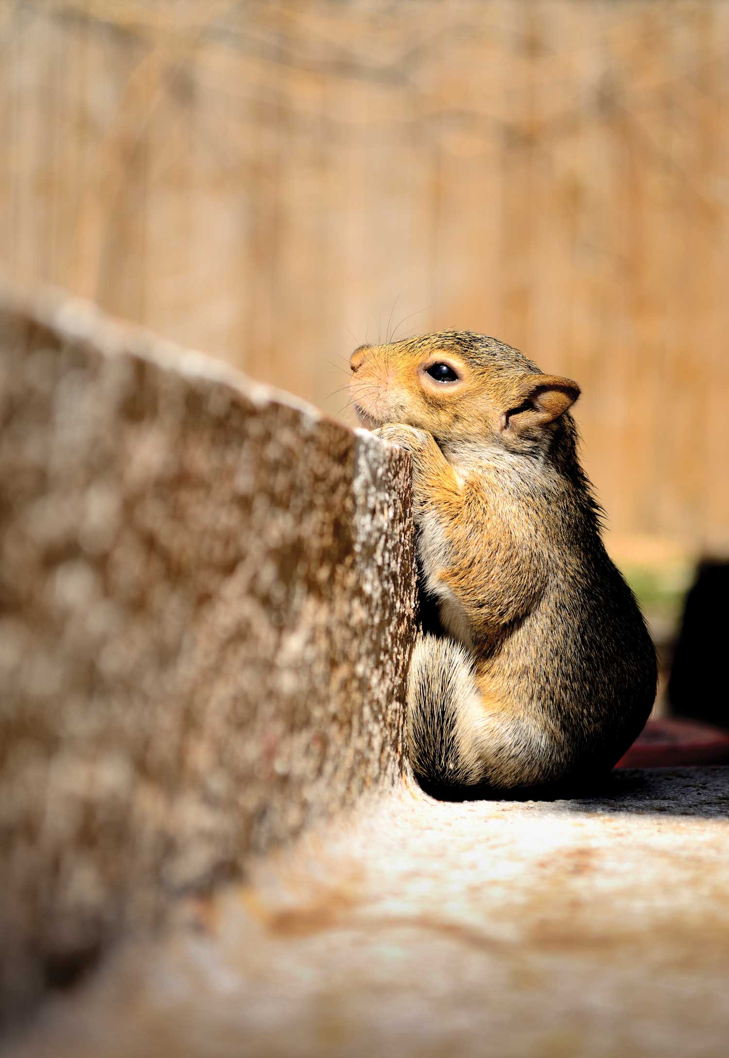 squirrel looking over step