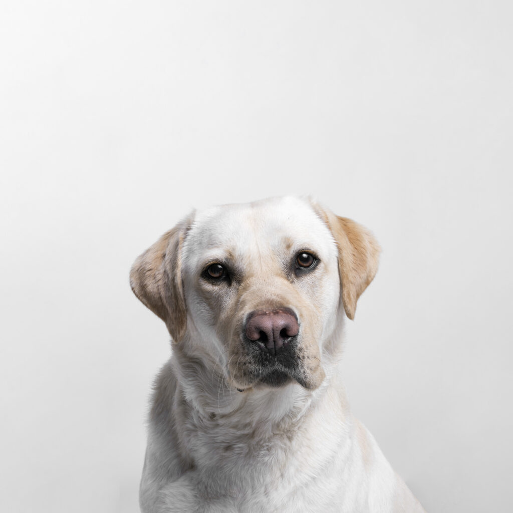 white labrador retriever